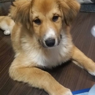 大型犬仔犬　♡男の子里親募集