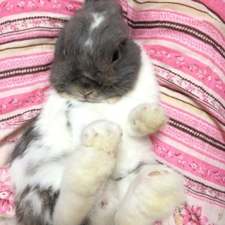 おっとりしたネザーランドドワーフ♂