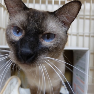 辛い過去を忘れたいフィアットくん