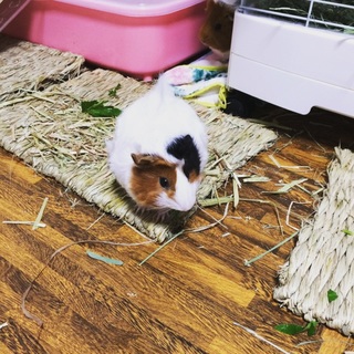 緊急募集。とてもかわいい女の子たちです。