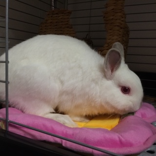 活発なネザーランドドワーフ♂です