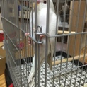 セキセイインコアルビノ ヒナ