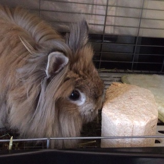 ふわふわなライオンラビットの♀です