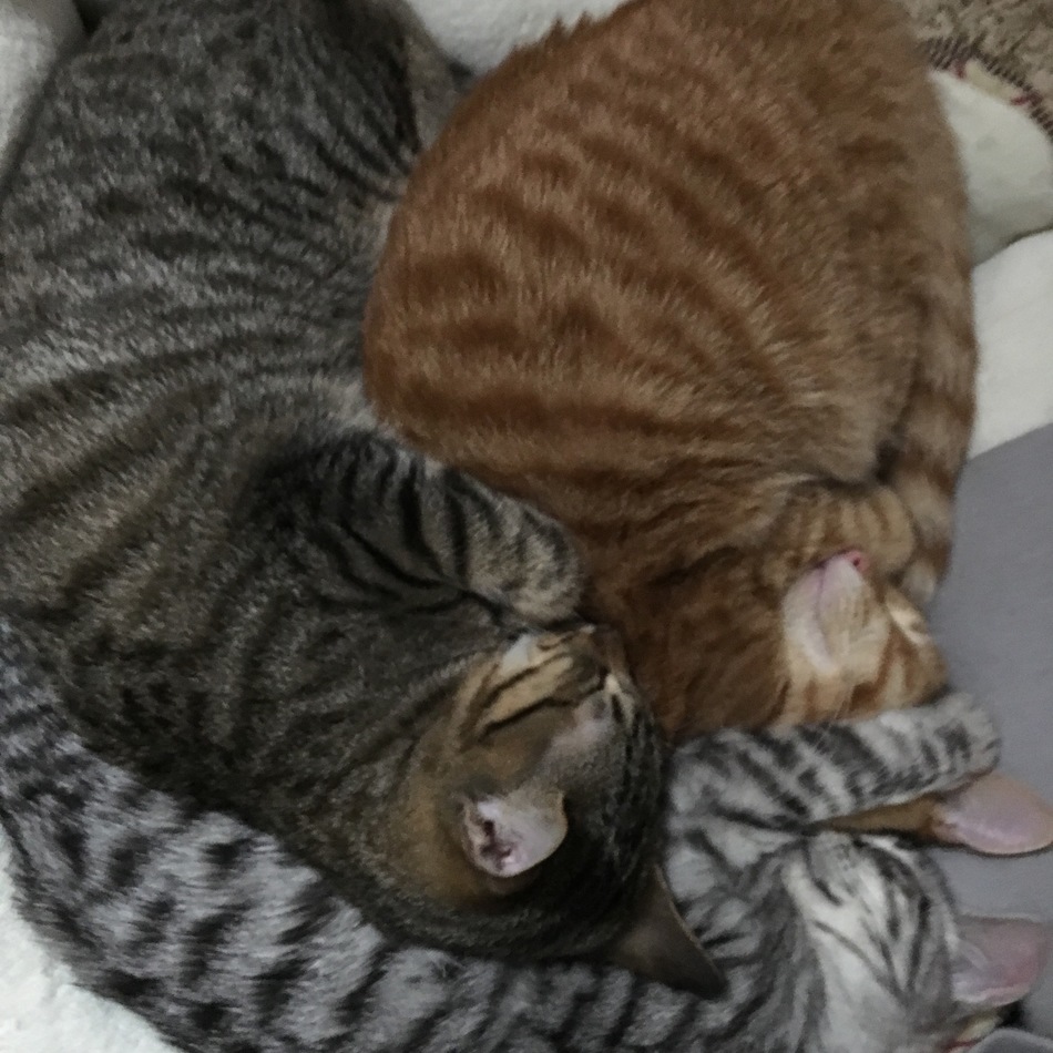 Ranのカバー写真