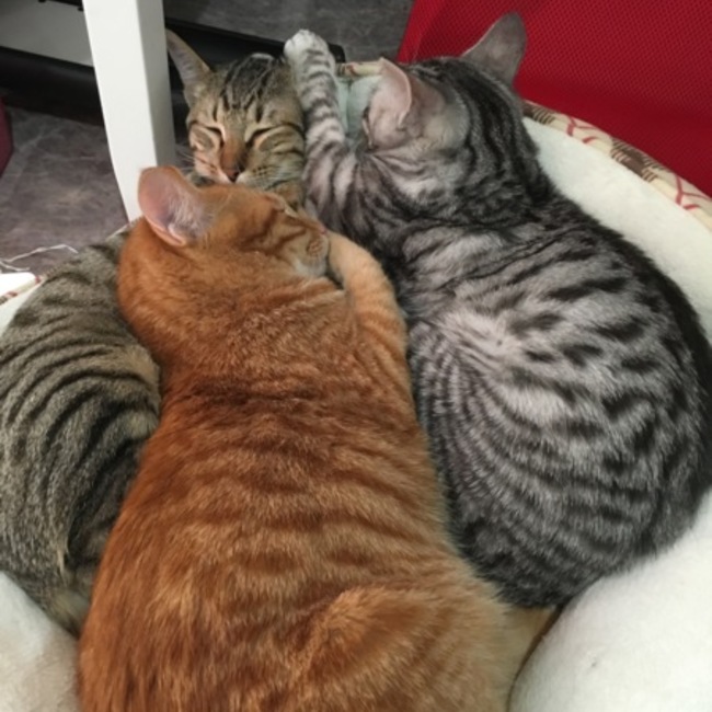 ReoRioのカバー写真