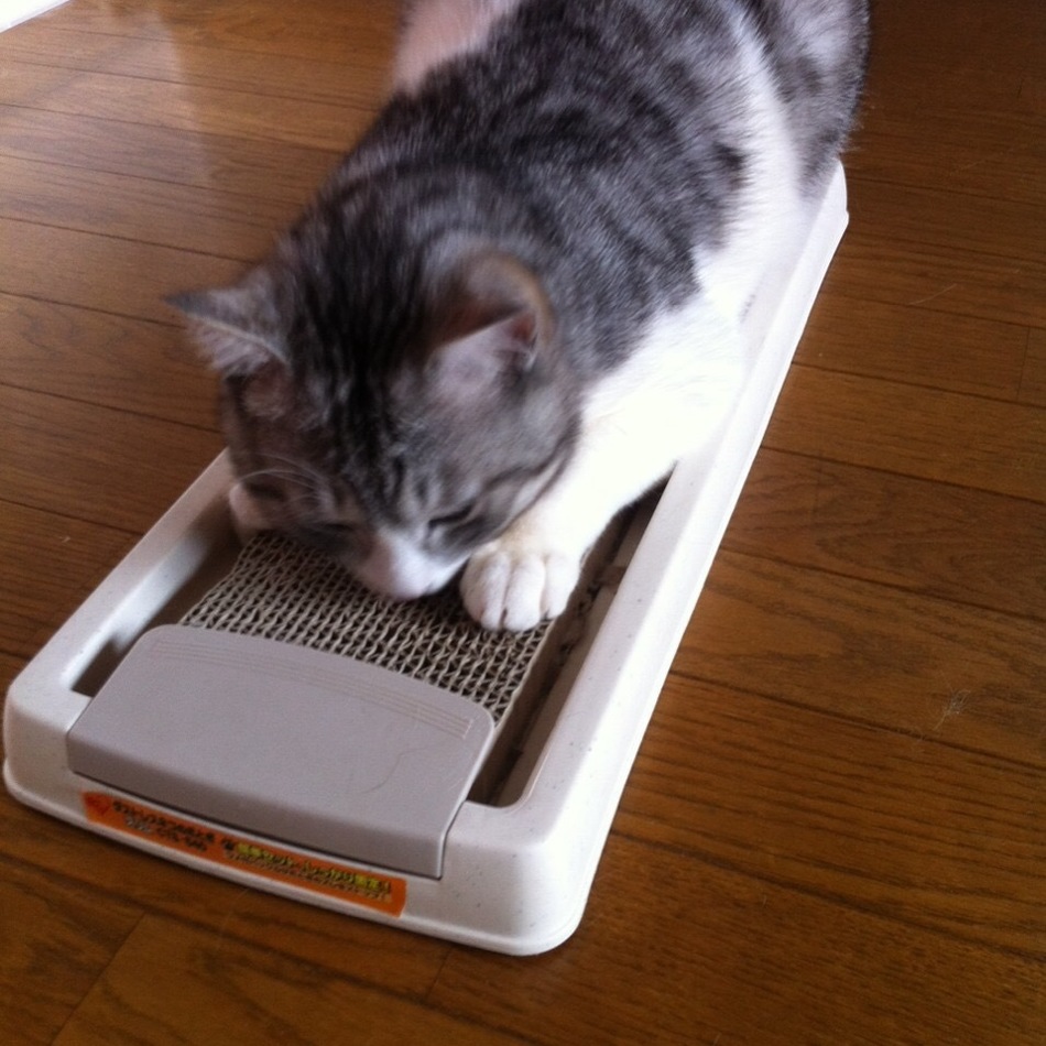らぎ。のカバー写真