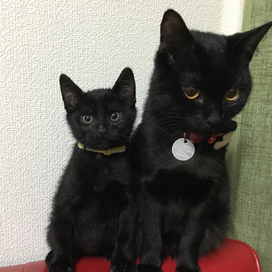 ビスケのカバー写真