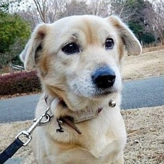 カレンちゃん