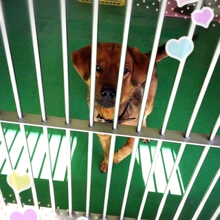 里親様が決まりました　ありがとうございました