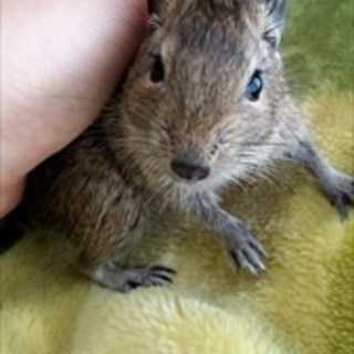 2ヶ月のデグーのオスの里親様決まりました