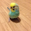 ご応募ありがとうございました。