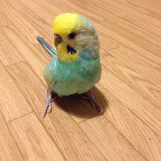 ご応募ありがとうございました。