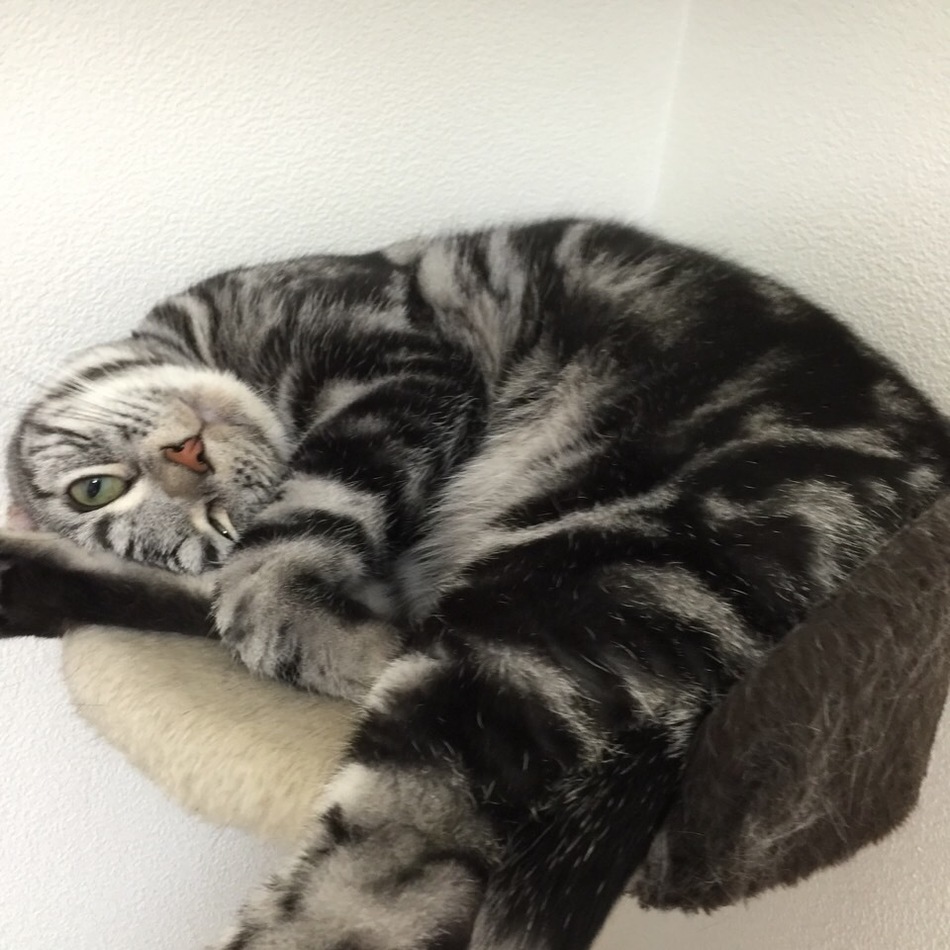 あめのカバー写真
