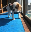 とっても大人しいキャバリア