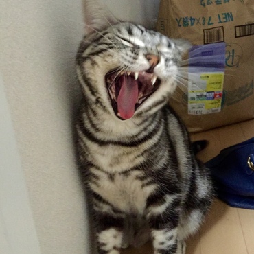 大欠伸