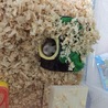 柚葉子鈴