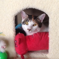 さくら