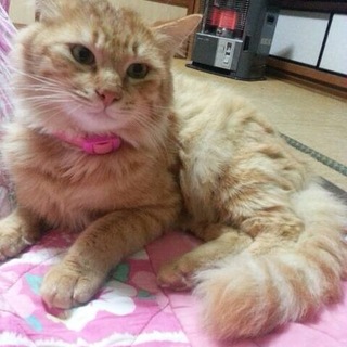 お問い合わせ多数にて一時停止致します