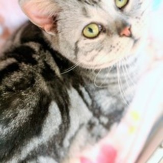 【アメオ】おかげさまで里親様がきまりました！