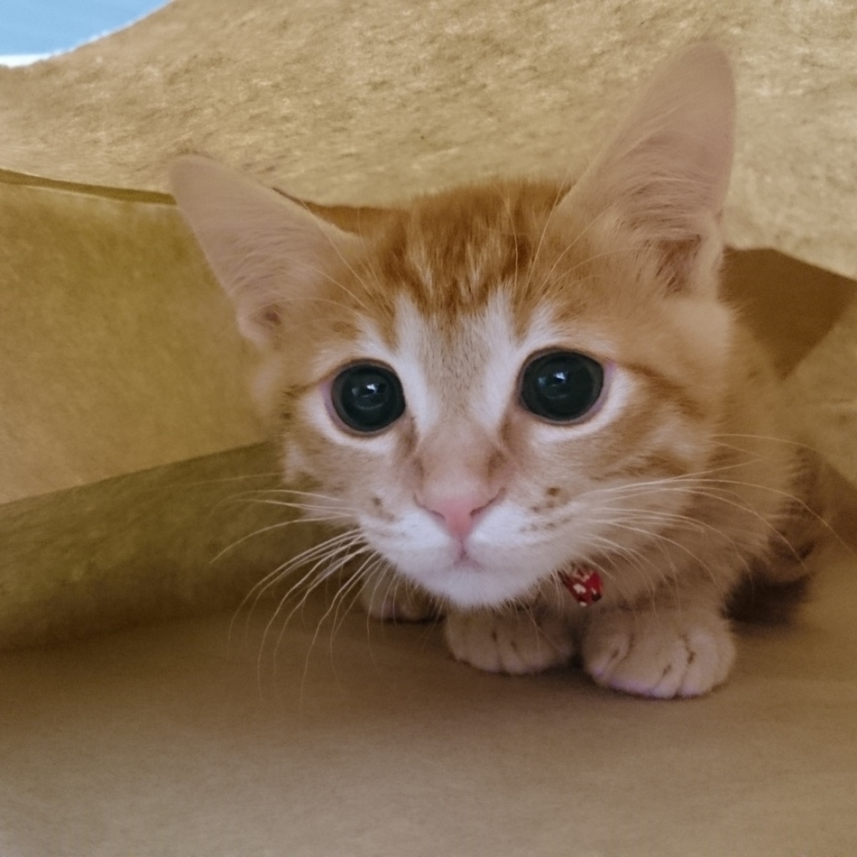 ももたのカバー写真