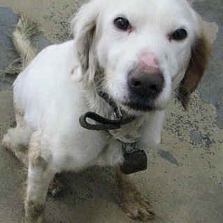 急募‼️愛媛県動物愛護センターに収容されています