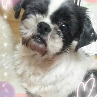 ハンデあり　片目のシーズー