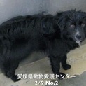 急募‼️愛媛県動物愛護センターに収容されています