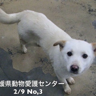 急募‼️愛媛県動物愛護センターに収容されています
