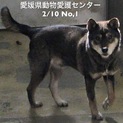 急募‼️愛媛県動物愛護センターに収容されています