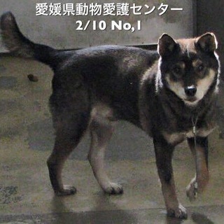 急募‼️愛媛県動物愛護センターに収容されています