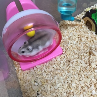 里親決まりました！本当にありがとうございます。