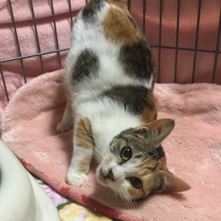 チビ三毛＊うぐいすちゃん♪