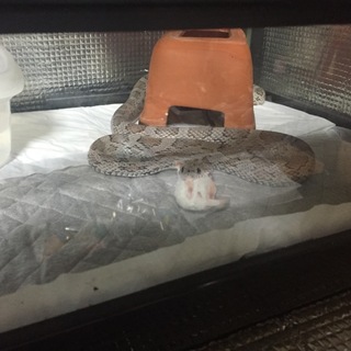 コーンスネーク里親募集