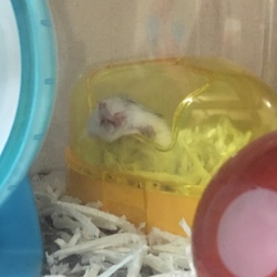 「マヌケハムスター」サムネイル1