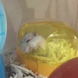 「マヌケハムスター」サムネイル2