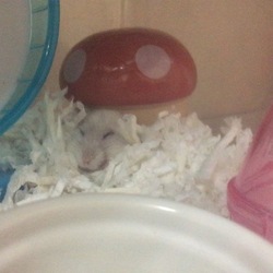 「マヌケハムスター」サムネイル3