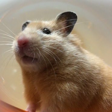 貫禄ある姿。テーブル散歩のホイールの上で…①