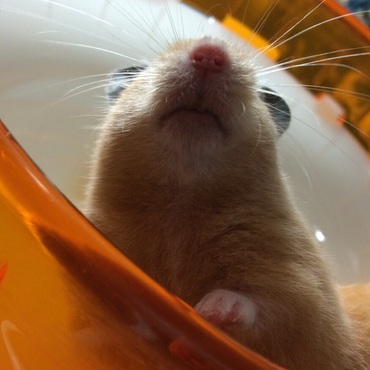 テーブル散歩中、ホイール上から…② 何を見てるの？