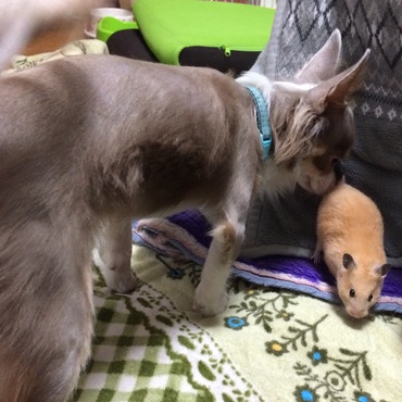  テーブルから降りちゃった ロッティがご挨拶クンクン