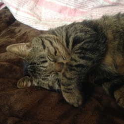 たまたまの現状。