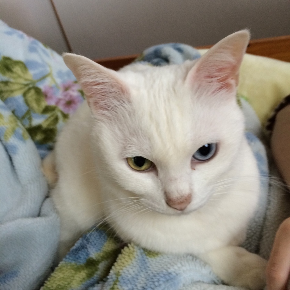 しろのカバー写真