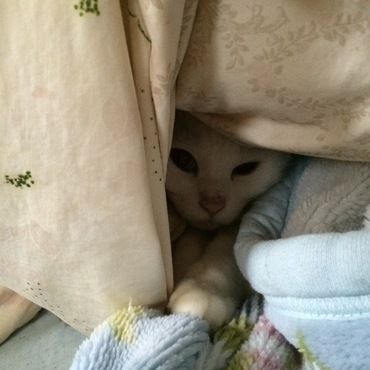 おやすみ中…