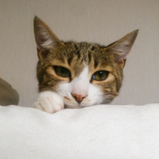 甘えん坊なキジ白男子☆音くん