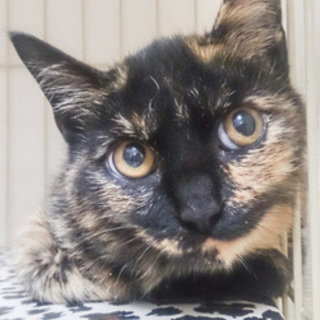 サビみけ女子☆ファンちゃん