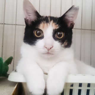 美人な三毛猫☆ラックちゃん