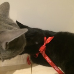 「Happy Valentine♡可愛すぎるチョコ」サムネイル3