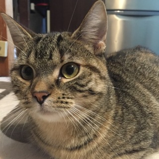 マンチカン 雌 10ヶ月 避妊済み