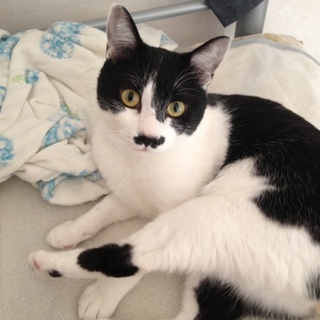 甘えん坊愛里(アイリ)くん