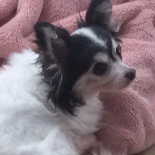 控え目な大人しい女の子 パルちゃん