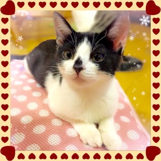 白黒の小さい女の子　先住猫・犬がいるお宅もOKです